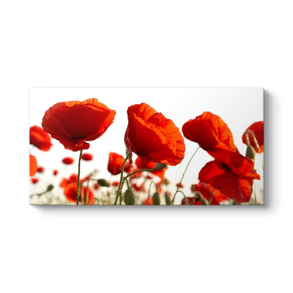Bahçede Gelincikler Tablosu - Model 5